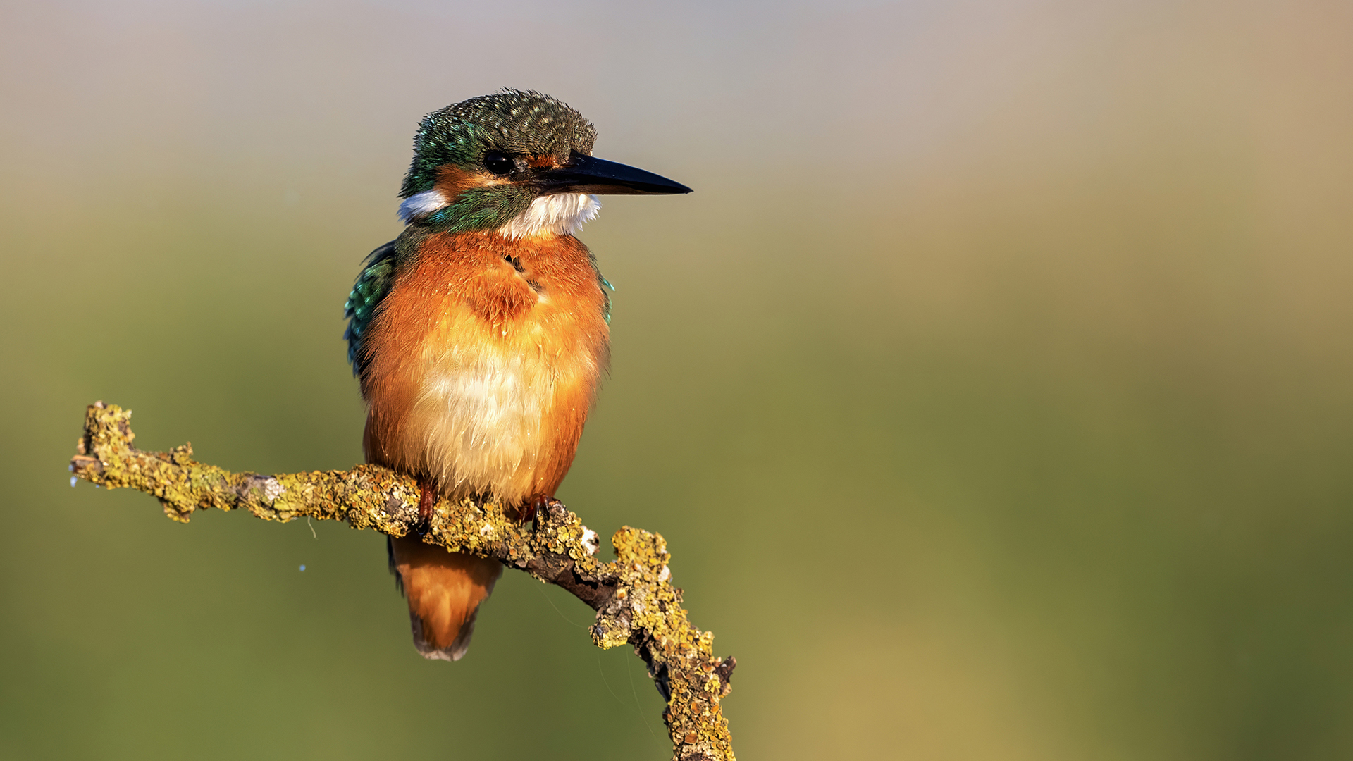 Common Kingfisher